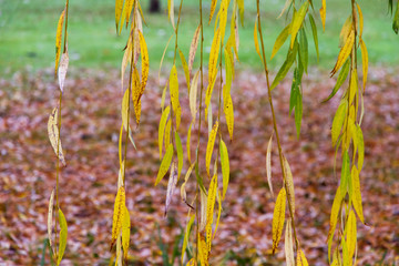 Ramas de Sauce Lloron en  Otoño -  Cortina con ramas y hojas colgantes de sauce lloron  con fondo desenfocado de hojas caidas del otoño