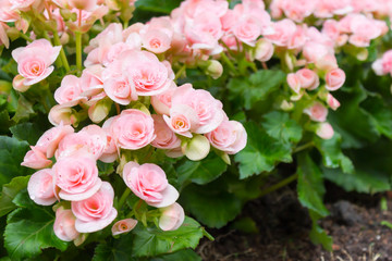 Fototapeta premium begonias (Begonia tuberhybrida) in garden
