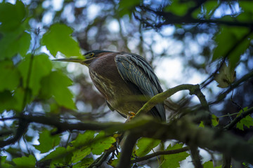 Green Heron Butorides virescens