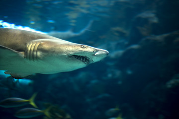  Great White Shark Carcharodon Carcharias