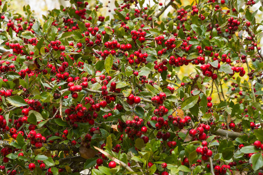 Ramas de Majuelo con Frutos Rojos - Arbusto de Majuelo o Espino Navarro ( Crataegus laevigata ) repleto de frutos rojos.