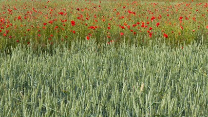 Detalle de Cultivo de Trigo y Amapolas en Primavera