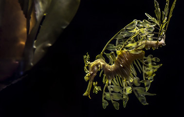 The leafy seadragon, Phycodurus eques