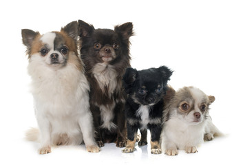 group of chihuahuas