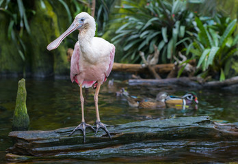 Roseate spoonbill Platalea ajaja