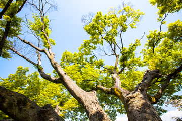  The perspective view of kyoto stree view as background in the s