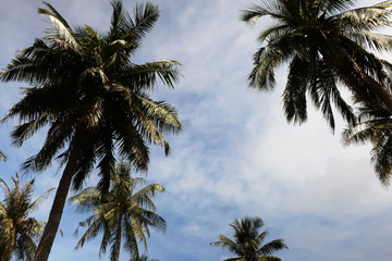 Obraz na płótnie Canvas coconut tree and blue sky