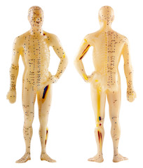 acupuncture chinoise, mannequin d'étude, fond blanc