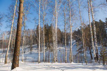 Winter forest in a sunny day.