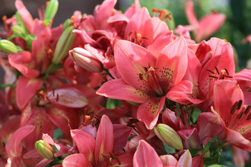 Pink lily flowers in garden.