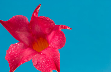 Flor vermelha com gotas de água em fundo azul.