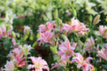 Obraz premium Blurred scene of pink lily flowers in garden.