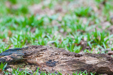 Ivy growing on a tree