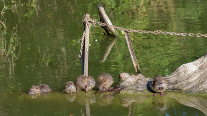 Famille de ragondin