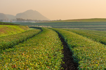 Green tea field curve in the morning