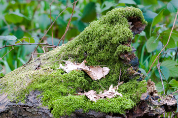 Ivy growing on a tree