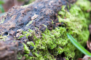 moss on tree trunk