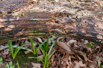 Woodland background