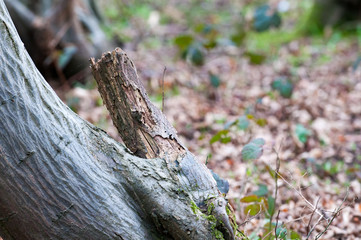 Woodland background