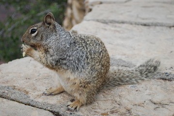 Squirrel eating.