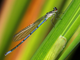 Kleinlibelle