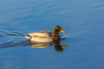 canard col vert