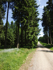 Wanderweg im Harz