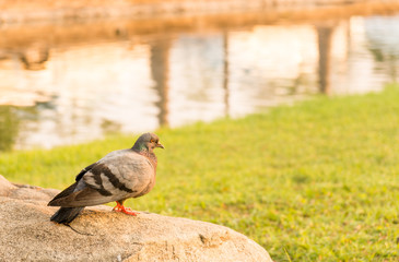 Pigeons perch on rocks at park