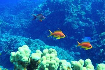 Fototapeta na wymiar coral fish underwater background