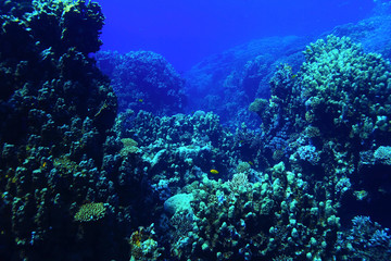 Underwater tropical sea view