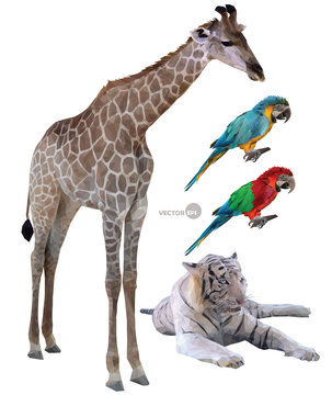 set of vector illustration of wild animals in tropical countries a
giraffe, white tiger, parrots realistic in polygonal (low poly) origami style.