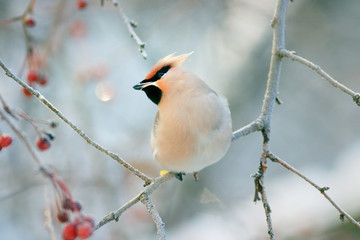 waxwing winter small bird