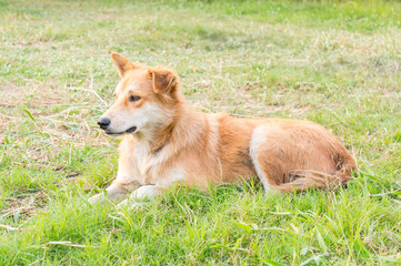 dog on grass field - brown Dog