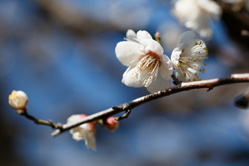 梅の花