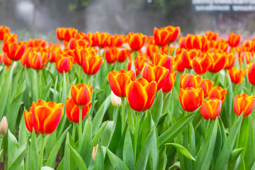 Obraz premium Red, Orange tulips in the garden