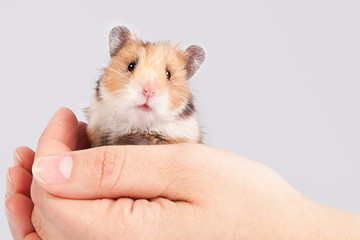 little hamster in the hands of man