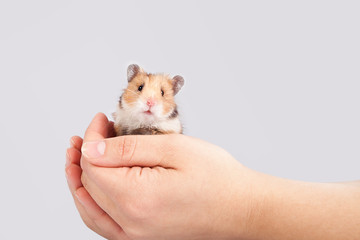 little hamster in the hands of man