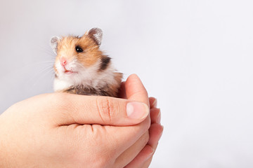 little hamster in the hands of man