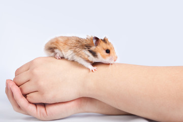 little hamster in the hands of man