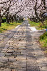 桜のアーチ＠佐賀県武雄市
