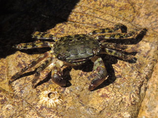 Granchio al sole su una roccia