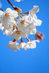 桜の花