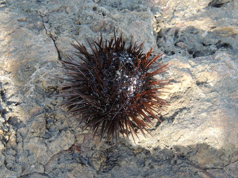 Riccio di Mare