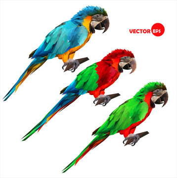 set of colorful tropical macaw parrots sitting on a wood stick.
geometric, vector illustration done in low polygon (low poly) style on a white
background