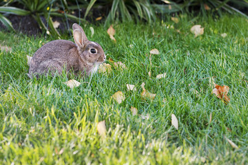 Rabbit on the grass