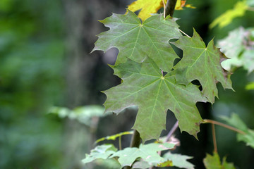 maple leaves