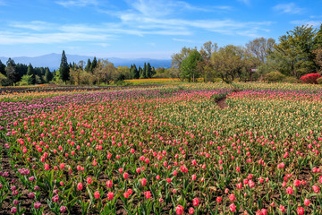 チューリップ畑