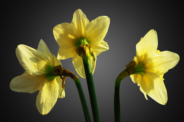 Three flowers of narcissus