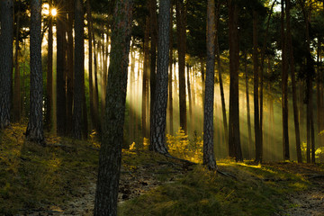 Sonnenstrahlen im Wald, Harz in Deutschland