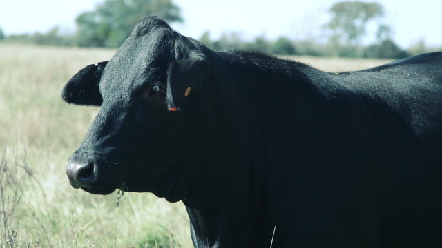 A Brangus cow stands quietly in a pasture.